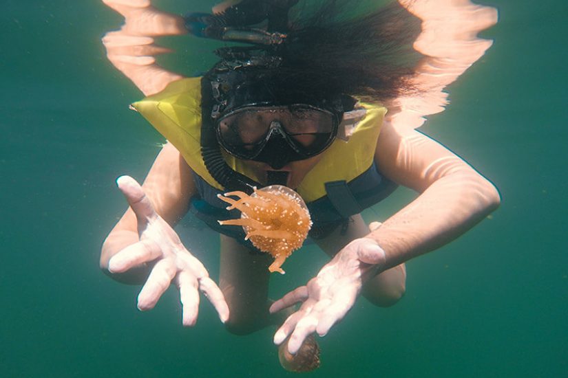 swimming with stingless jellyfish in lenmakana lake